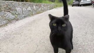 This Overly Excited Stray Cat Greets Us With Lots of Meows Every Time We Meet