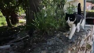 This Stray Cat Greets Me With Lots of Loud Meows Every Time We Meet
