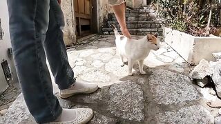 Stray cat with different colored eyes is very cute but a little jealous