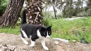 Where are you going without petting and feeding me