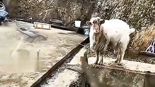 Kambing berbicara