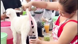 Drink ???????????? Funny clips