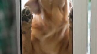 Dog funny 23