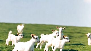 Beautiful nurture and animals
