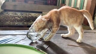 Kucing minum