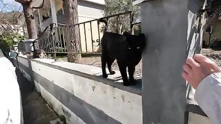 Friendly black cat greets me on top of the wall every time