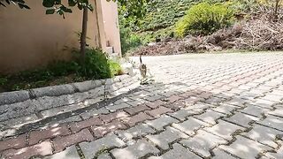 We Met the Most Raspy voiced Stray Cat Ever!