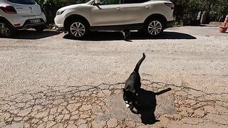 Two stray cats living in the same area wait for me in the same place every day