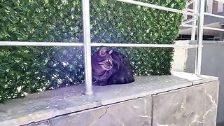 Stray cat talking to me for a long time has a lot to say