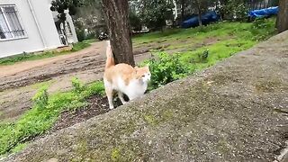 Two cute street cats are meowing and asking us for food