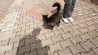 We met two stray cats trying to conquer our hearts with their cuteness