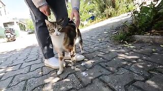 Nervous cat doesn't want to share her food with the other cat