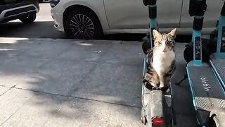 The pink nosed stray cat sitting on the scooter is very cute