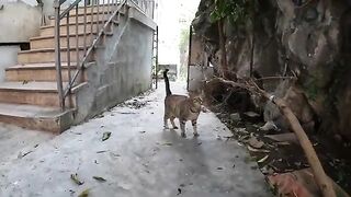 Overly excited stray cat kneading while eating was very hungry
