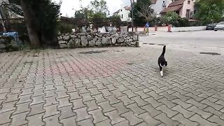 Stray Cat I've Known for 4 Years Running to Me at Full Speed After Seeing Me!
