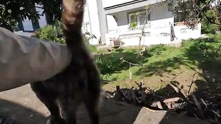 This cute stray cat always wants me to pet her back