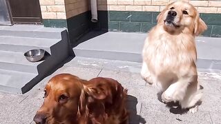 Two Dogs vs One Bun ????????