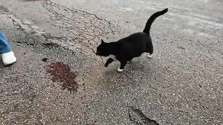 Tuxedo cat and her friend, the black cat, are so cute and friendly