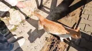 Very hungry stray cat is meowing as if it's crying and begging me for food