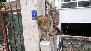This Extremly Fluffy Stray Cat Has the Shrillest  Ever!