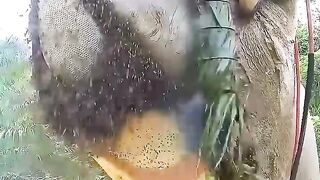 মৌমাছির চাক কাটা নিয়ম