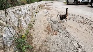 Stray cat keeps biting me to show how hungry she is