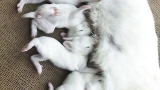 My cute rabbit or soon