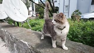 This Stray Cat is So Talkative, Her Meows Never Stops