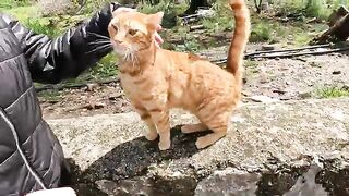 Orange cat living on the edge of the forest is very friendly