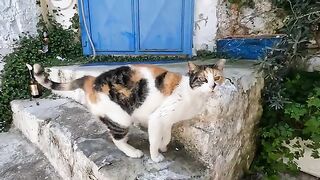 Stray Cat is Trying to Charm Me Into Giving It Food With Its Heart