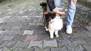 Gorgeous Stray Cat is Asking Me for Food with her Sweetest