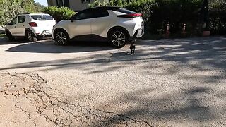 This stray cat always comes to us with slow steps and begins to purr cheerfully