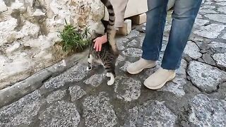 The very hungry kitten is meowing as if it's crying for food
