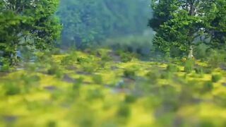 Trees Have a Hidden Life You Didn’t Know