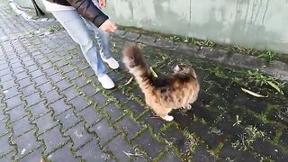A Gorgeous Stray Cat with a Very Loud