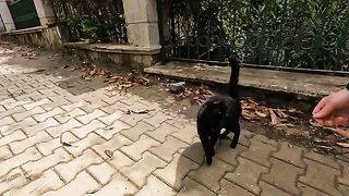 Black cat with the fascinating green eyes greeted us with a heartfelt