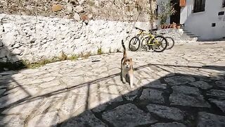 This Stray Cat, is Forcing Me to Feed Her with Meows That Deserves an Oscar