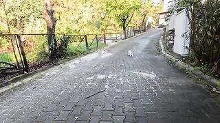 The overly excited calico cat wants all the attention on herself