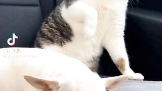 So Funny cats and dogs video