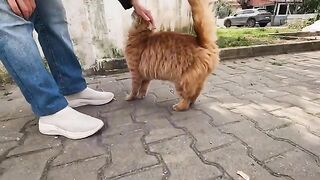 The orange cat was very happy to see us and started kneading