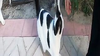 Many beautiful cats meow