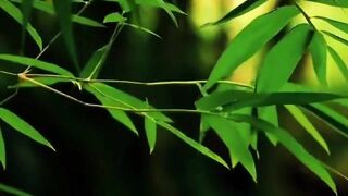 Nature Love 5