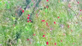 সুন্দর প্রকৃতি
