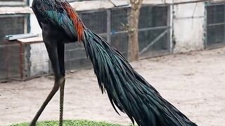 Can you tell me which bird this is?
