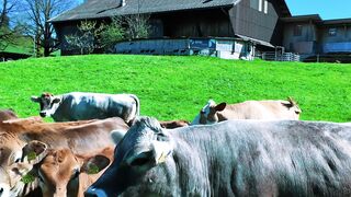The Most Beautiful Place in Switzerland ???????? | 4K Nature Relaxation