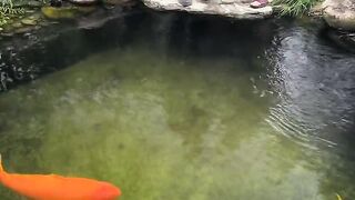 How big is the fish? How beautiful does it look? You might say you want to kill it and eat it.