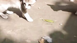 Cute baby cat???? 2
