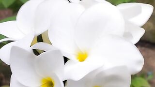 মন ছুঁয়ে যাওয়া মত একটি ফুল