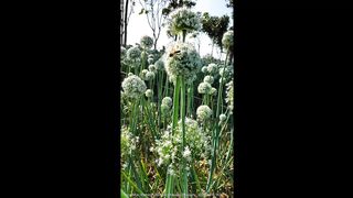Summer Onion 2