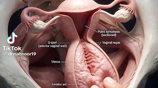 Female Reproductive system